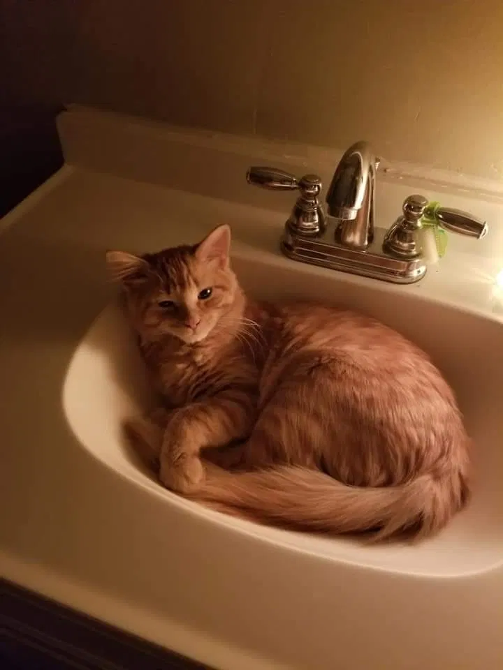 Lost cat in Wichita, KS, 67213