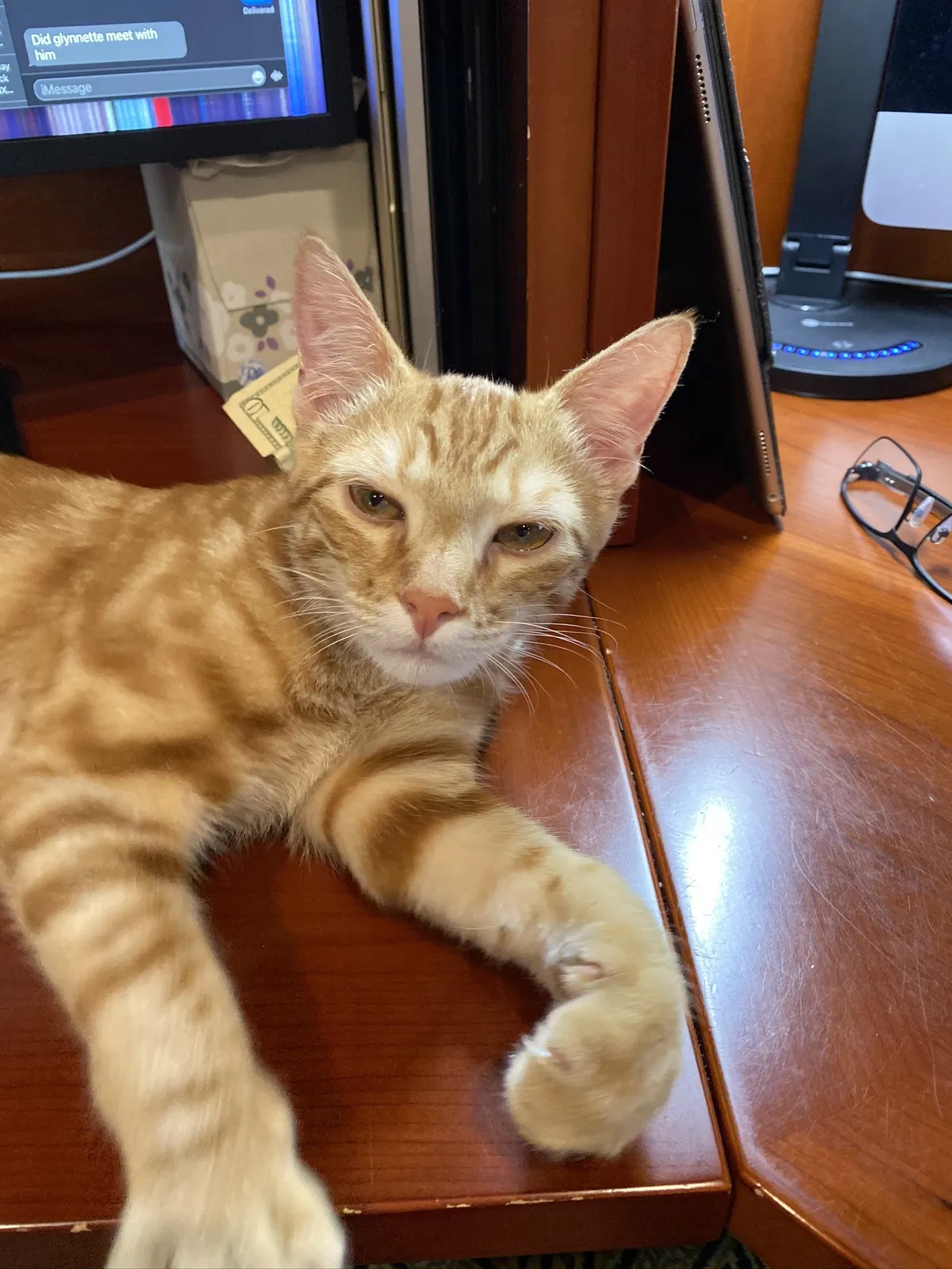 Lost cat in San Diego, CA, 92131