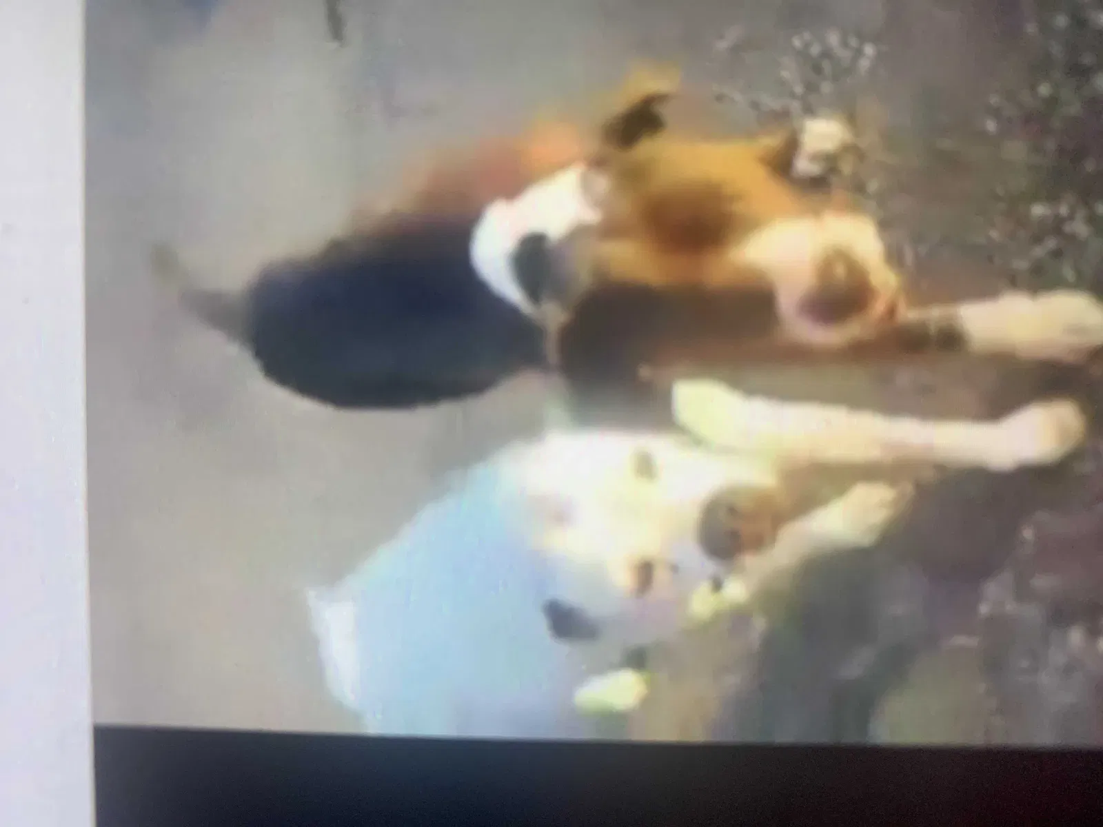 Lost dog in Portsmouth, OH, 45662