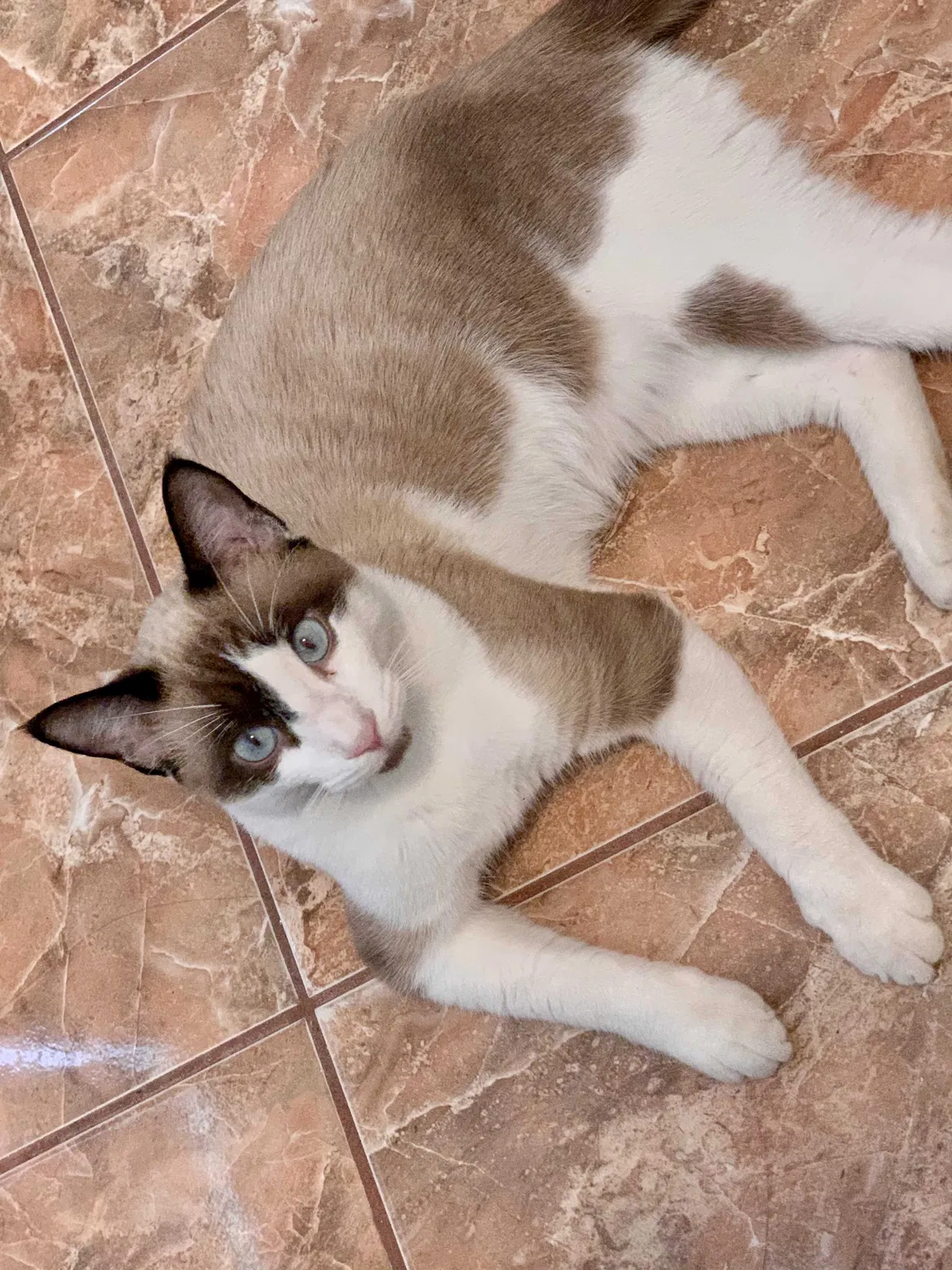 Lost cat in Lehigh Acres, FL, 33971