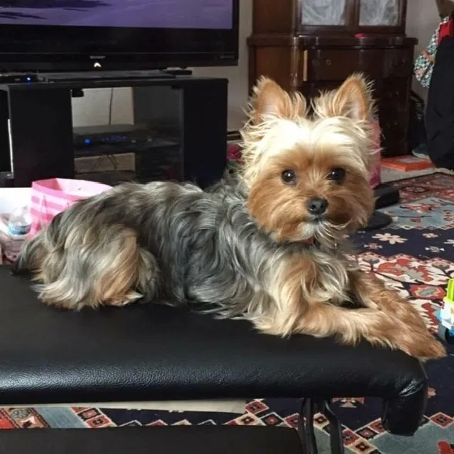 Lost dog in South Range, WI, 54874