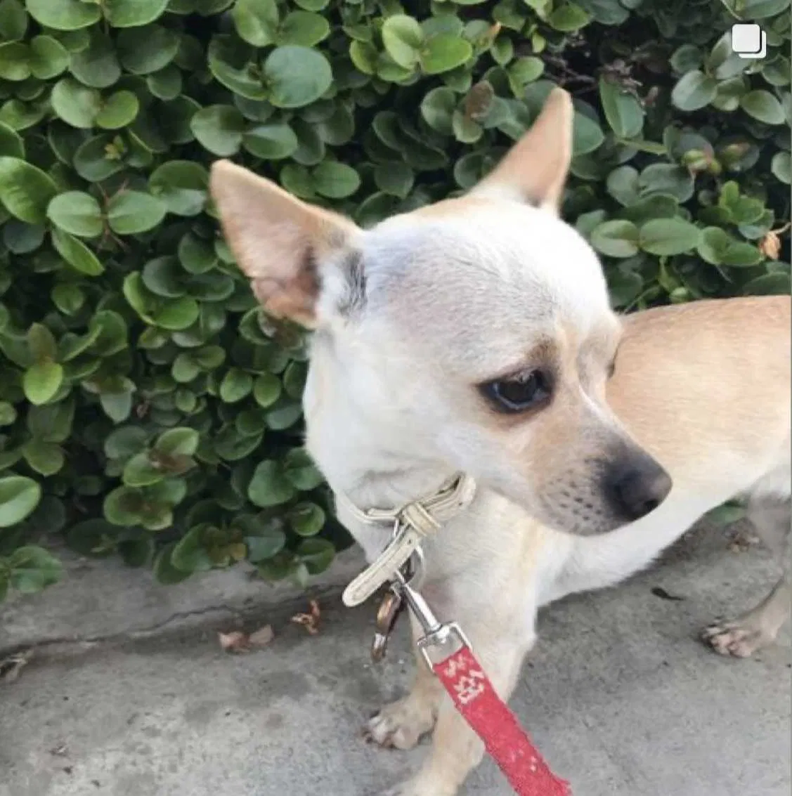 Lost dog in Inglewood, CA, 90304
