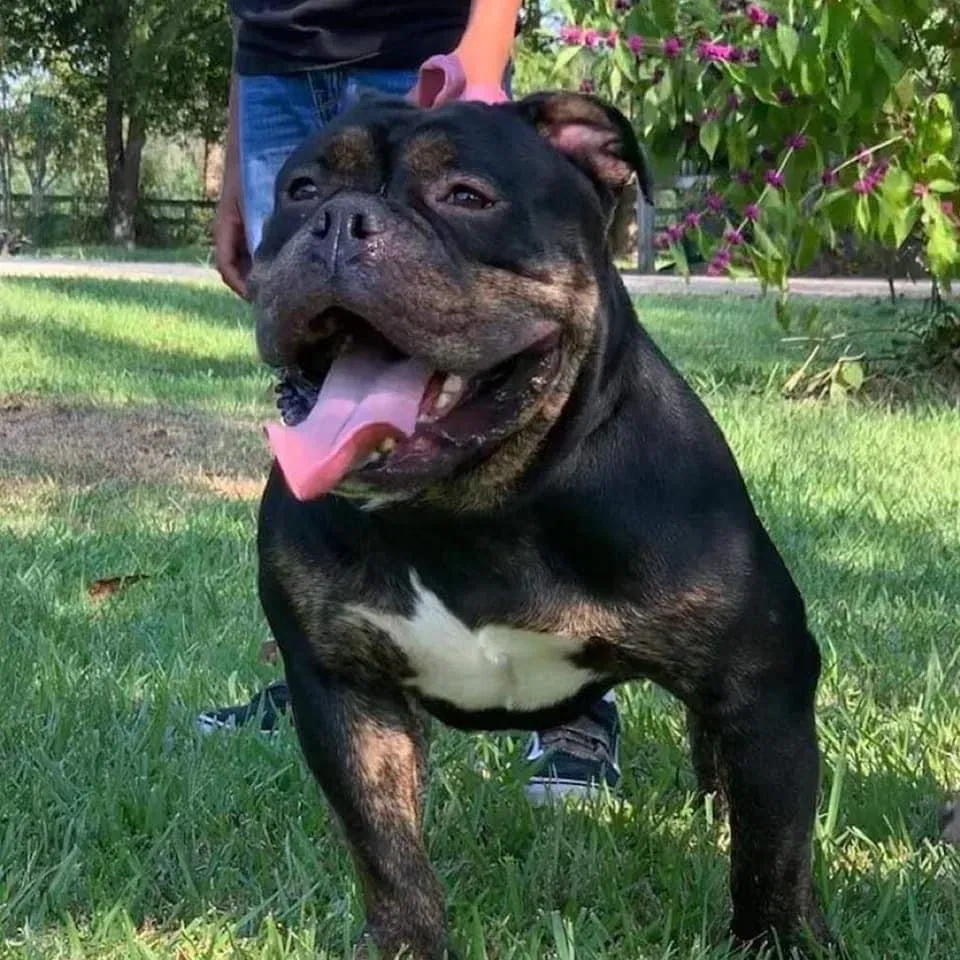 Lost dog in Moselle, MS, 39459