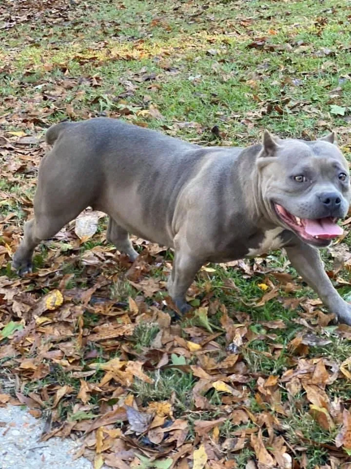 Lost dog in Moselle, MS, 39459