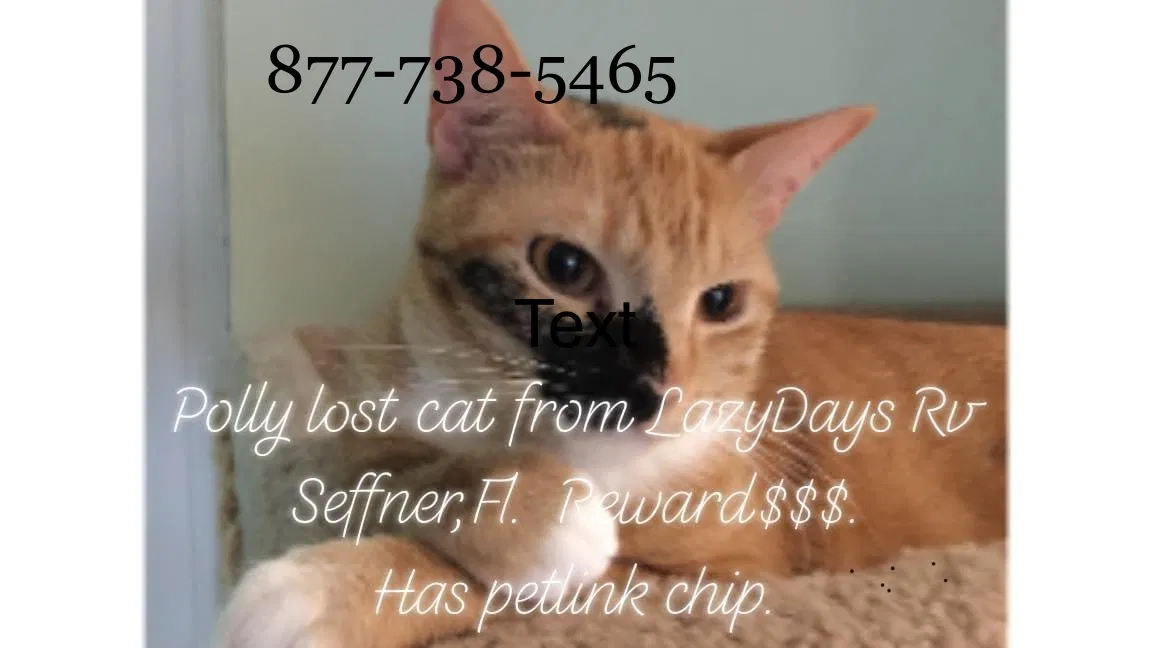 Lost cat in Seffner, FL, 33584