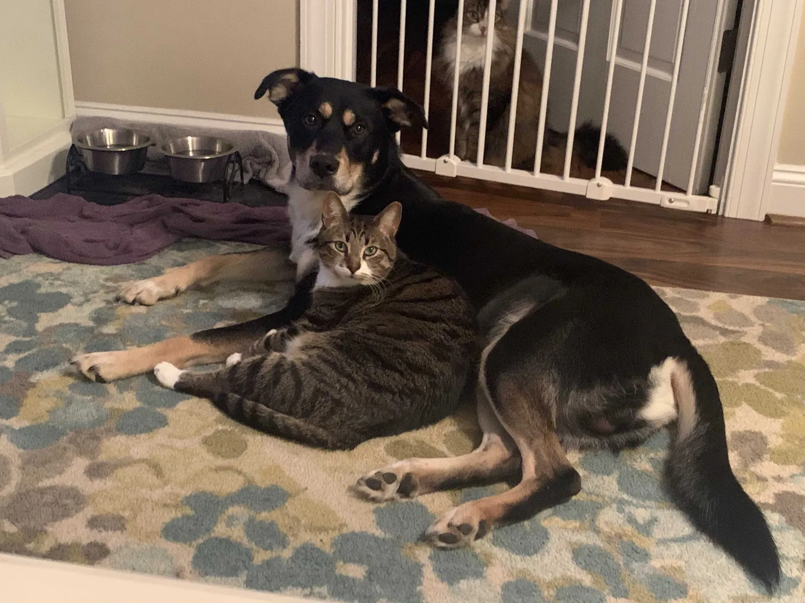 Lost cat in Wilson, NC, 27896