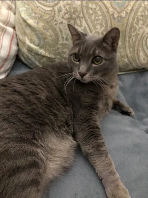 Lost cat in Buford, GA, 30519