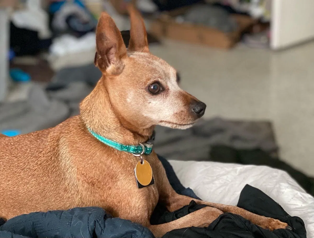 Lost dog in Winter Park, FL, 32792