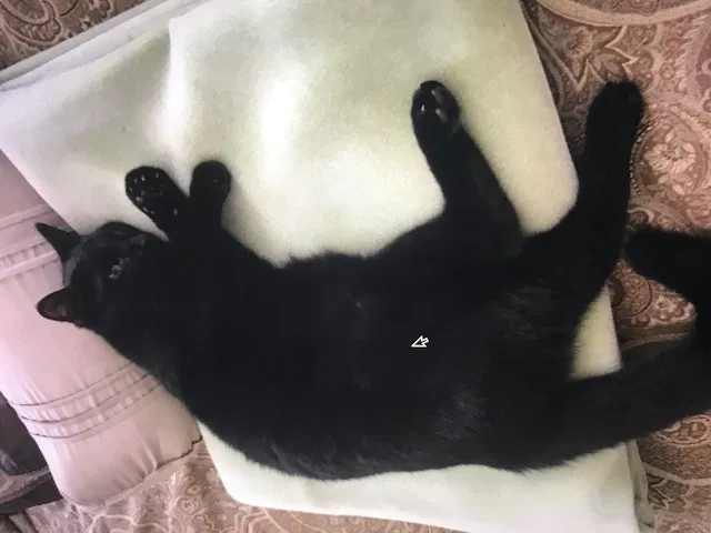 Lost cat in Homosassa, FL, 34448
