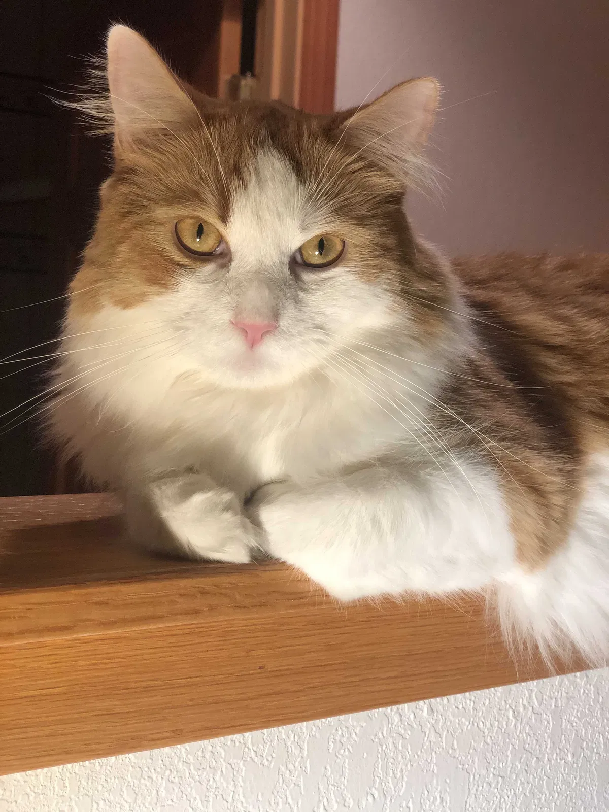 Lost cat in Martinez, CA, 94553