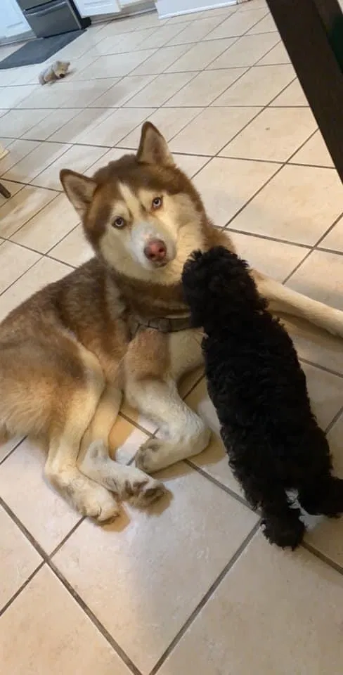 Lost dog in Hattiesburg, MS, 39402