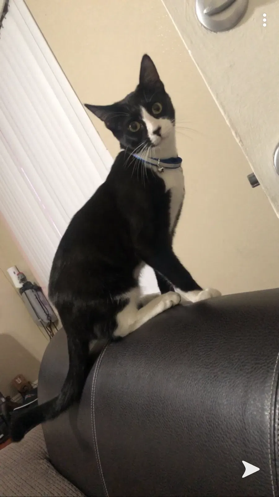 Lost cat in Santa Ana, CA, 92703