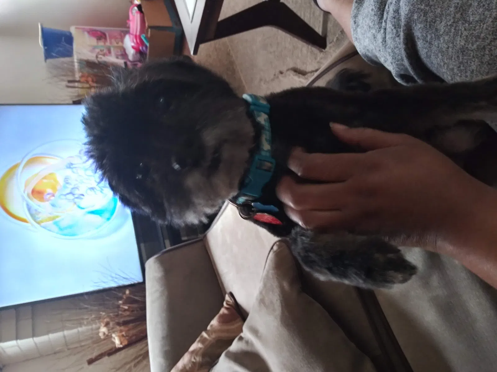 Lost dog in Pittsburgh, PA, 15221