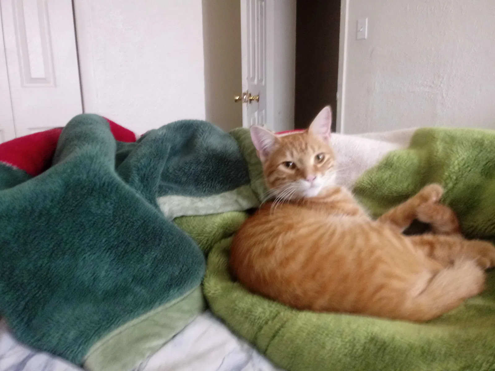 Lost cat in Dallas, TX, 75217