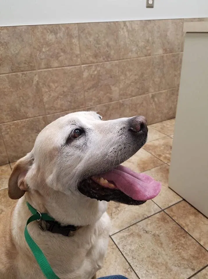 Lost dog in West Fork, AR, 72774