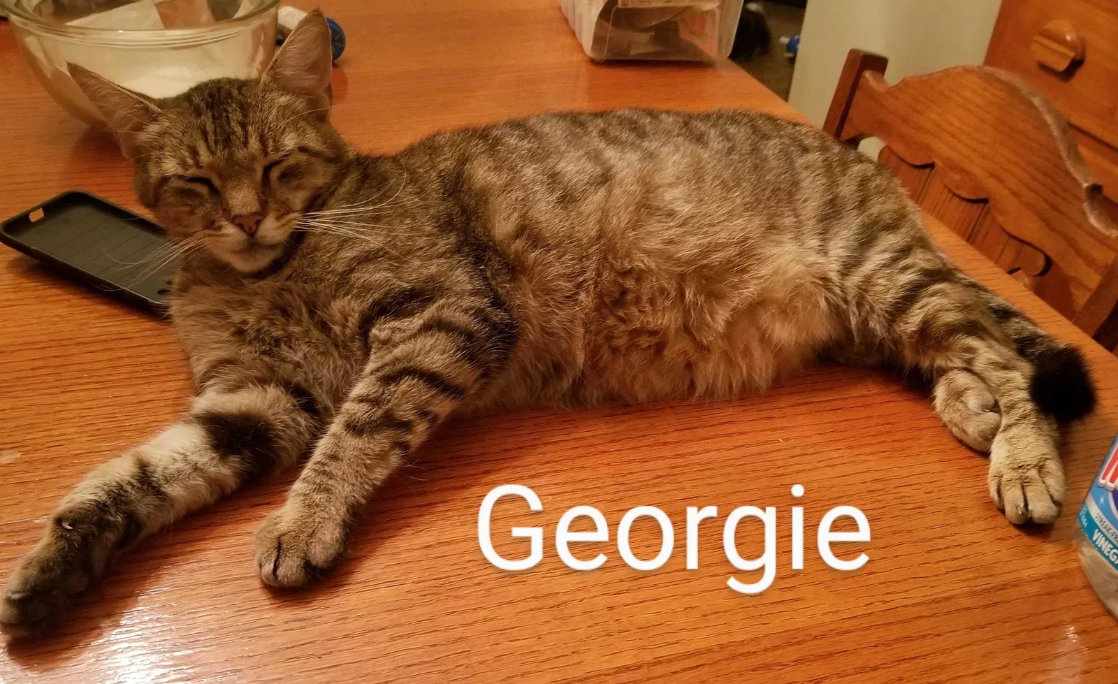 Lost cat in Mays Landing, NJ, 8330