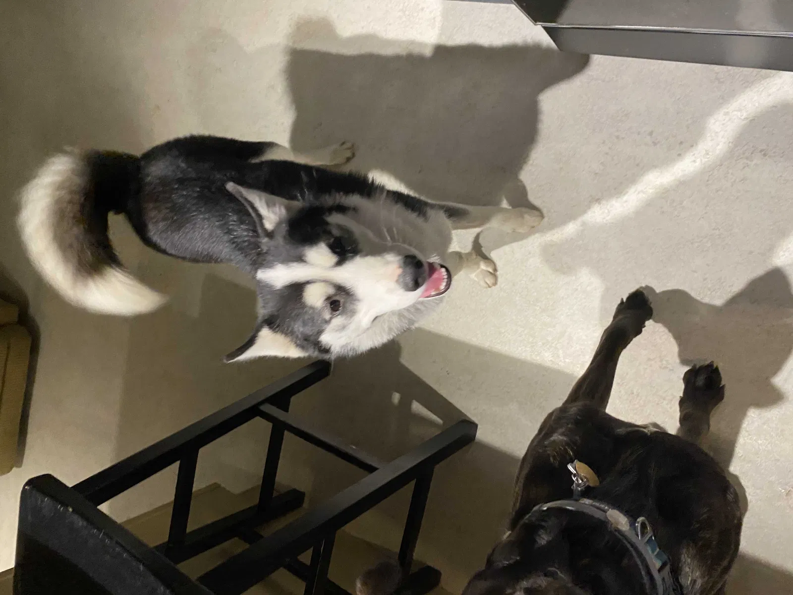 Lost dog in Arcanum, OH, 45304