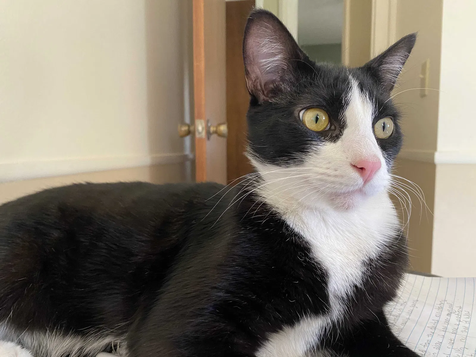 Lost cat in Homosassa, FL, 34448