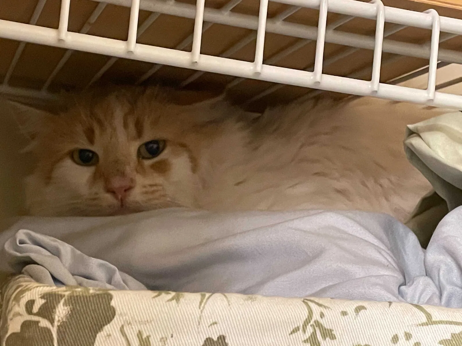 Found cat in Canton, MI, 48187