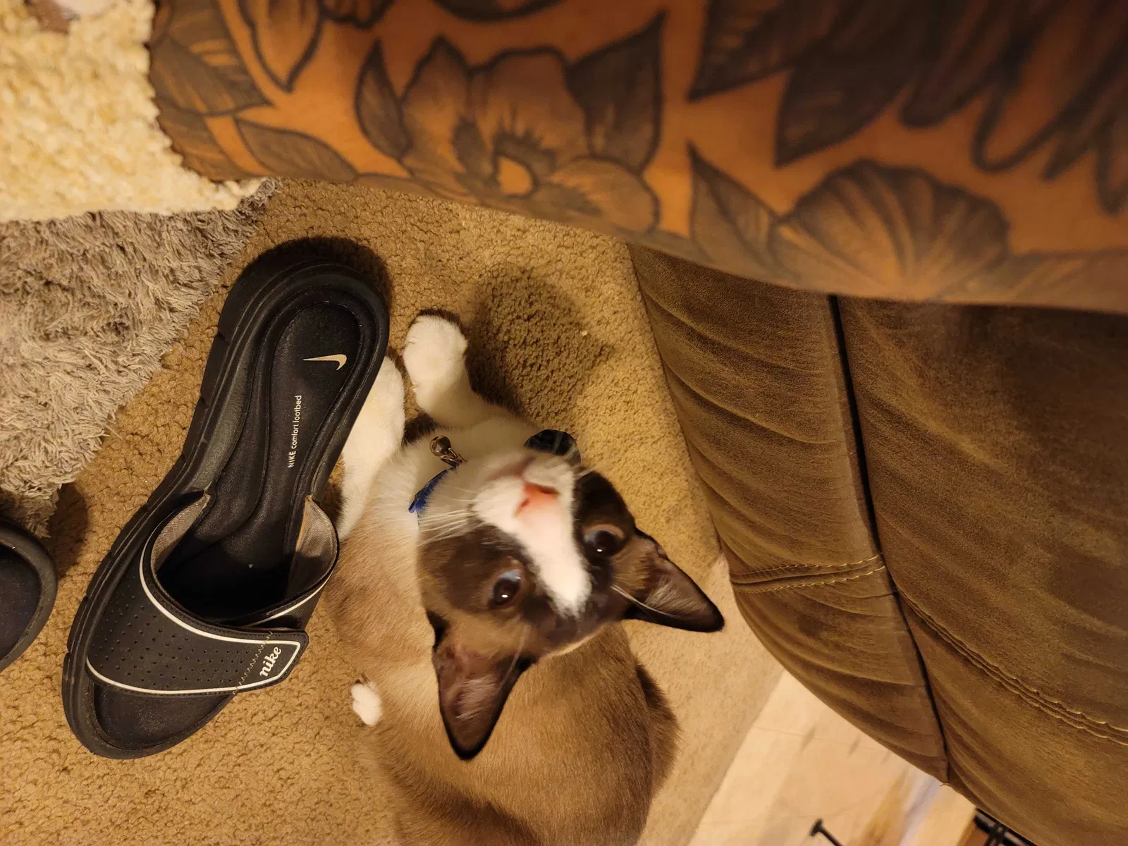 Lost cat in Patterson, CA, 95363