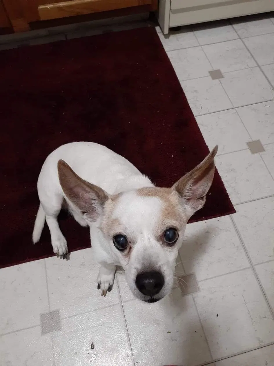 Lost dog in Columbus, OH, 43214