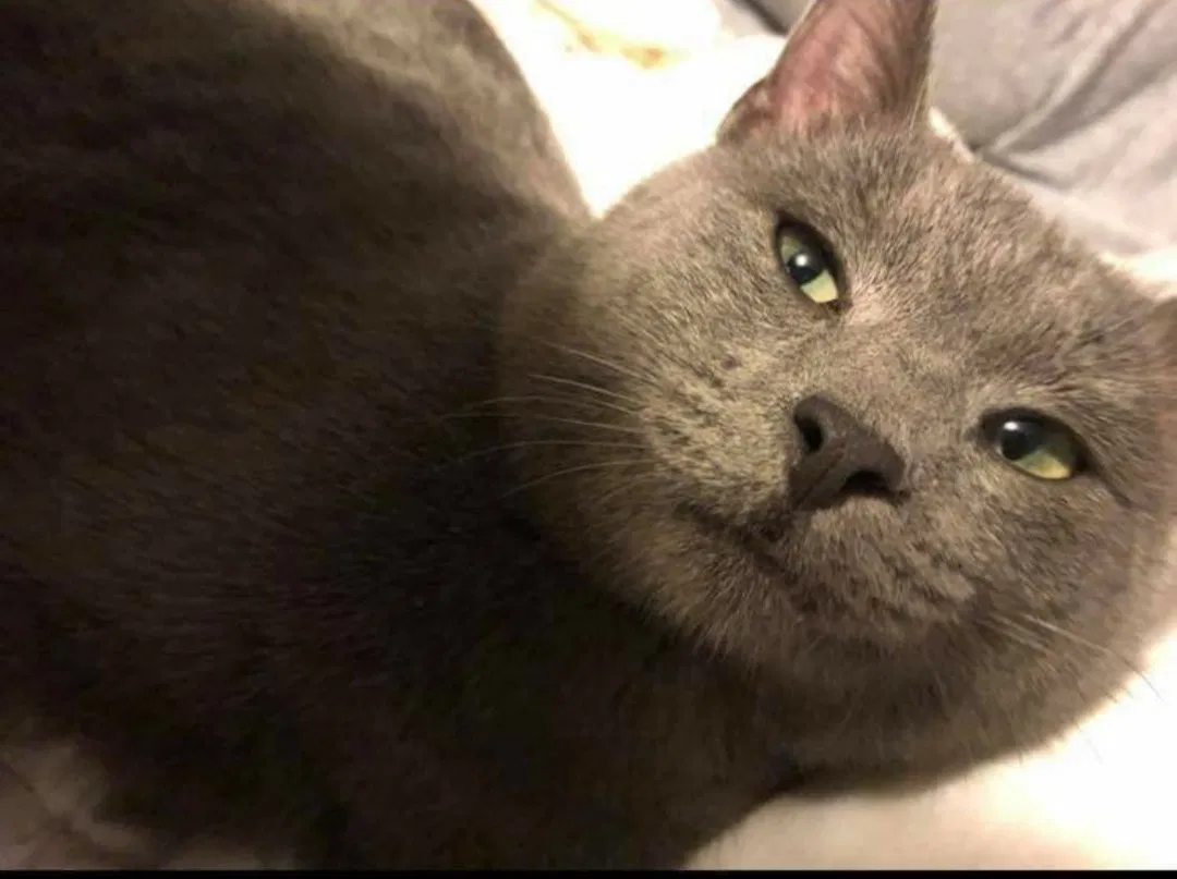 Lost cat in Cumming, GA, 30041
