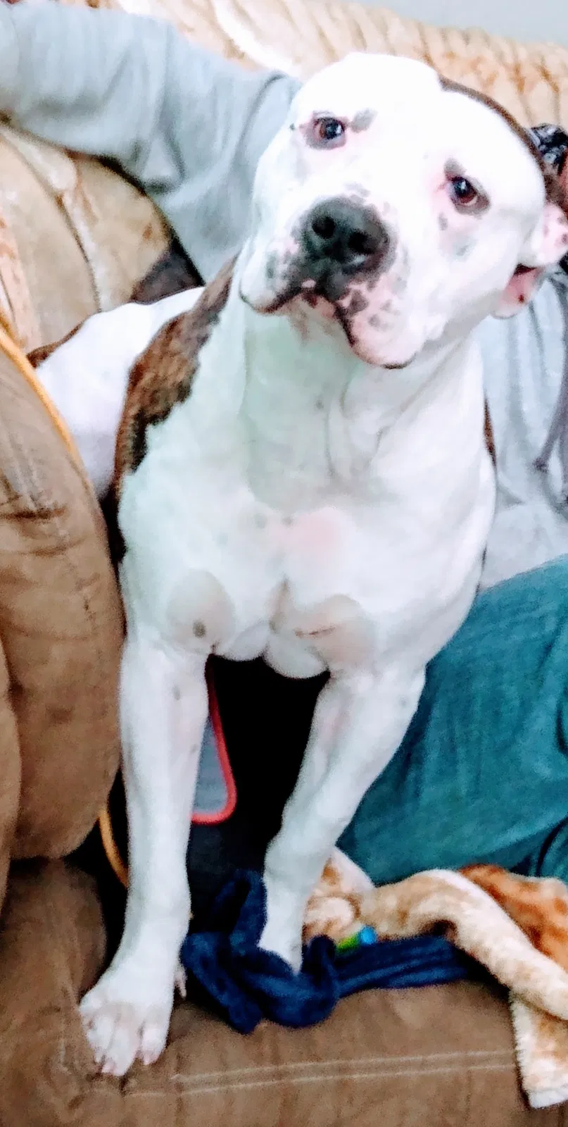 Lost dog in Rogers, AR, 72756
