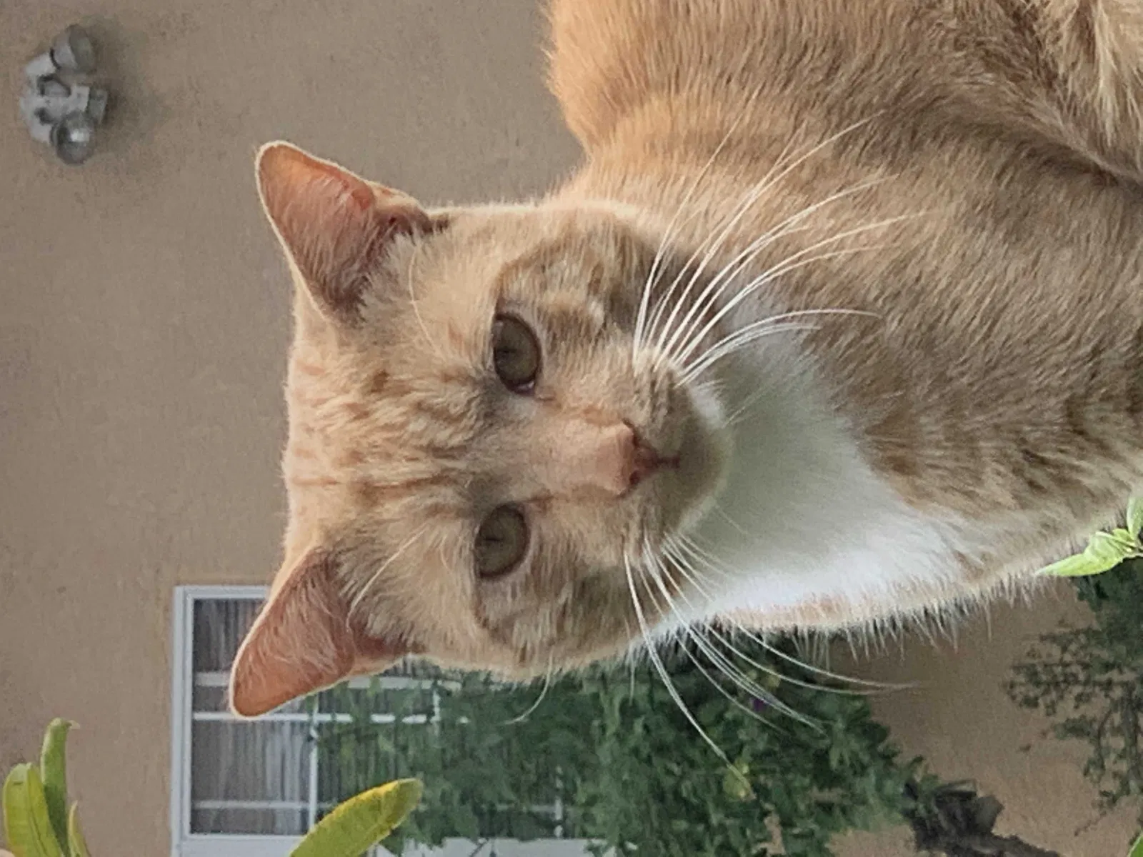 Lost cat in Long Beach, CA, 90810