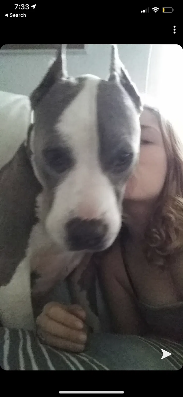 Lost dog in Spring Hill, FL, 34610