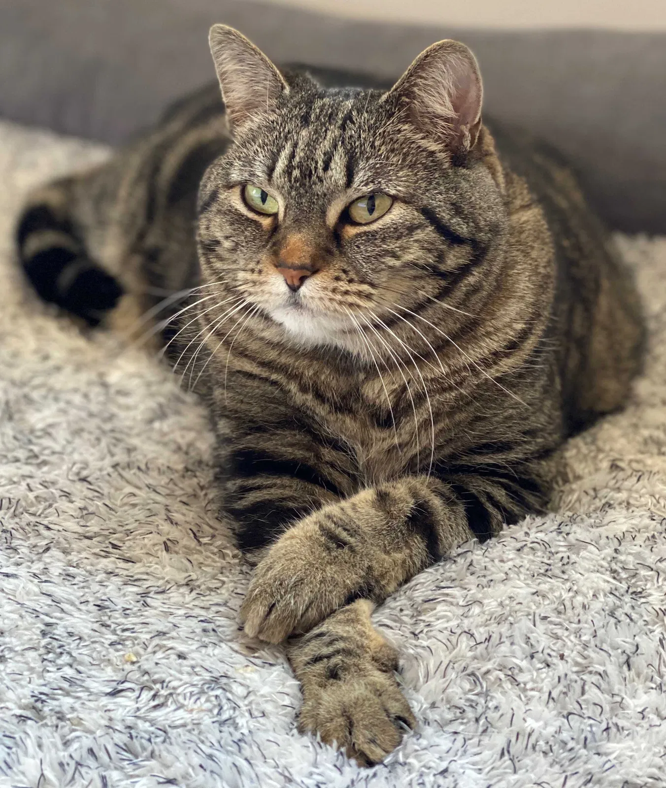 Lost cat in Denver, CO, 80220