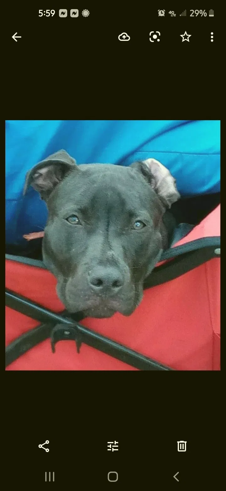 Lost dog in Charleston, SC, 29416