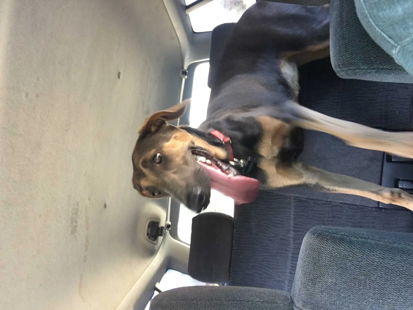 Lost dog in Sun City, CA, 92585