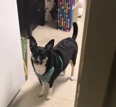 Lost dog in Fruitland, MD, 21826