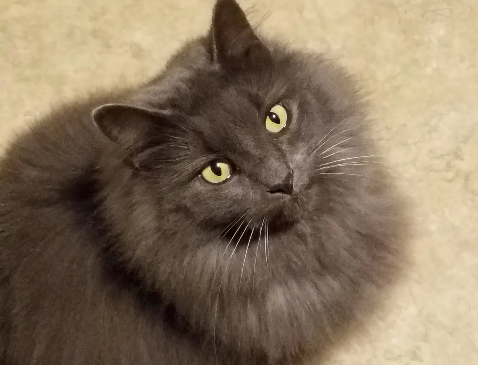 Lost cat in Wayland, MI, 49348