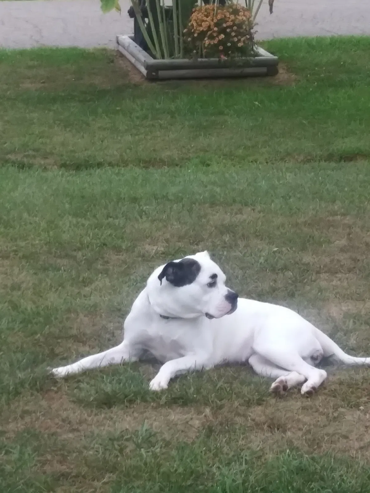 Lost dog in Chillicothe, OH, 45601