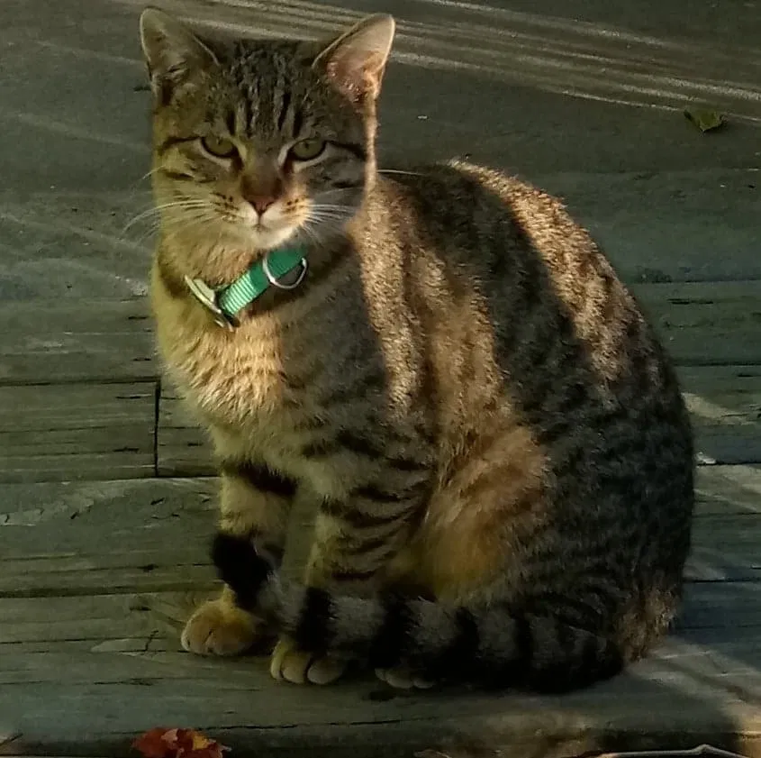 Found cat in Grand Rapids, MI, 49504