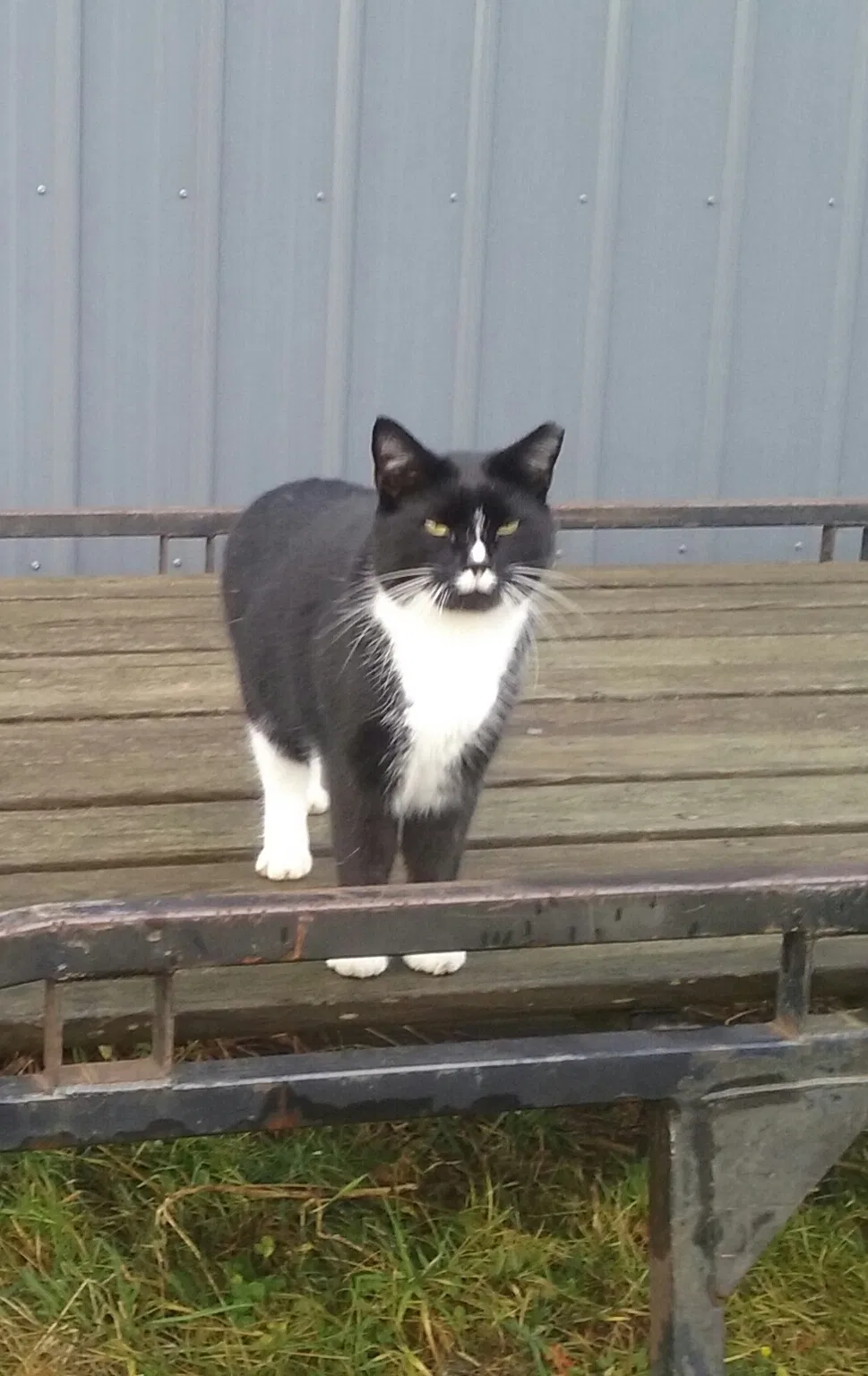 Lost cat in Hendersonville, NC, 28791