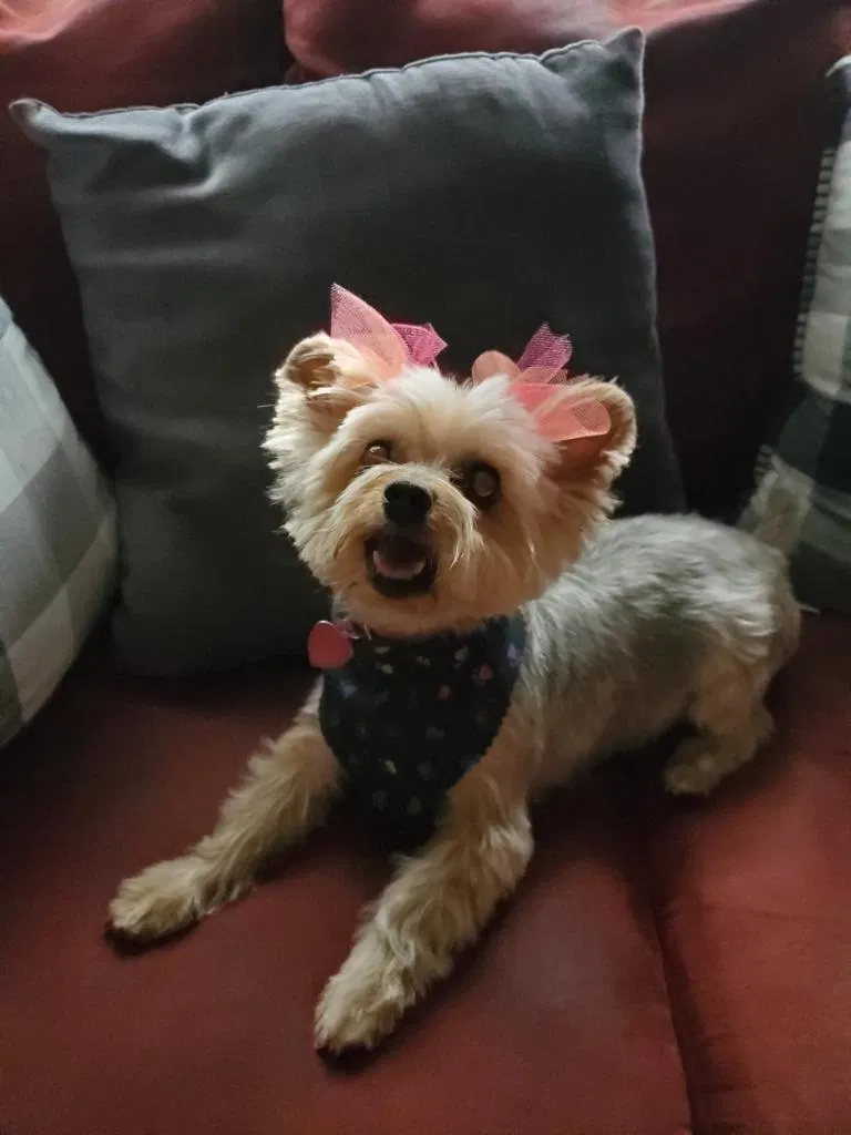 Lost dog in Chicago, IL, 60641