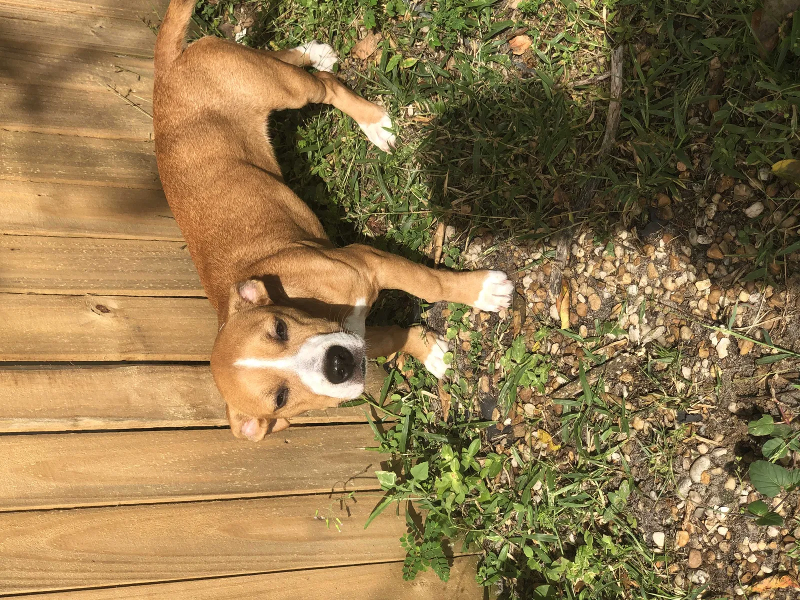 Lost dog in Kissimmee, FL, 34746