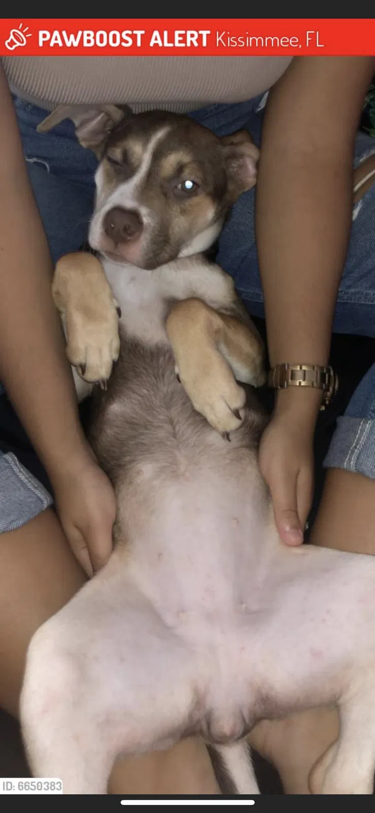 Lost dog in Orlando, FL, 32824