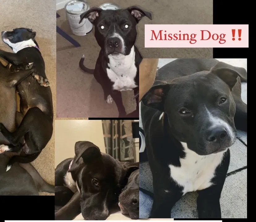 Lost dog in Cleveland, OH, 44128