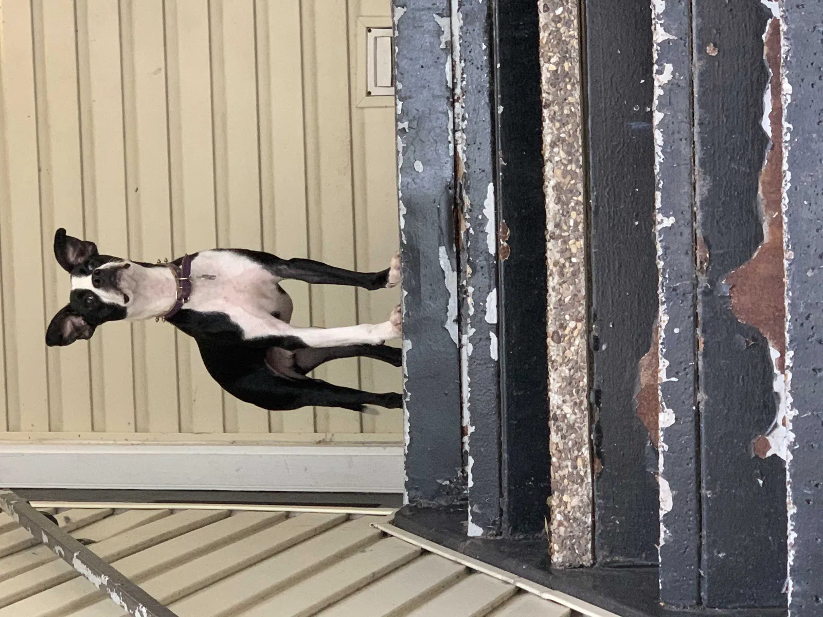Lost dog in Baton Rouge, LA, 70816