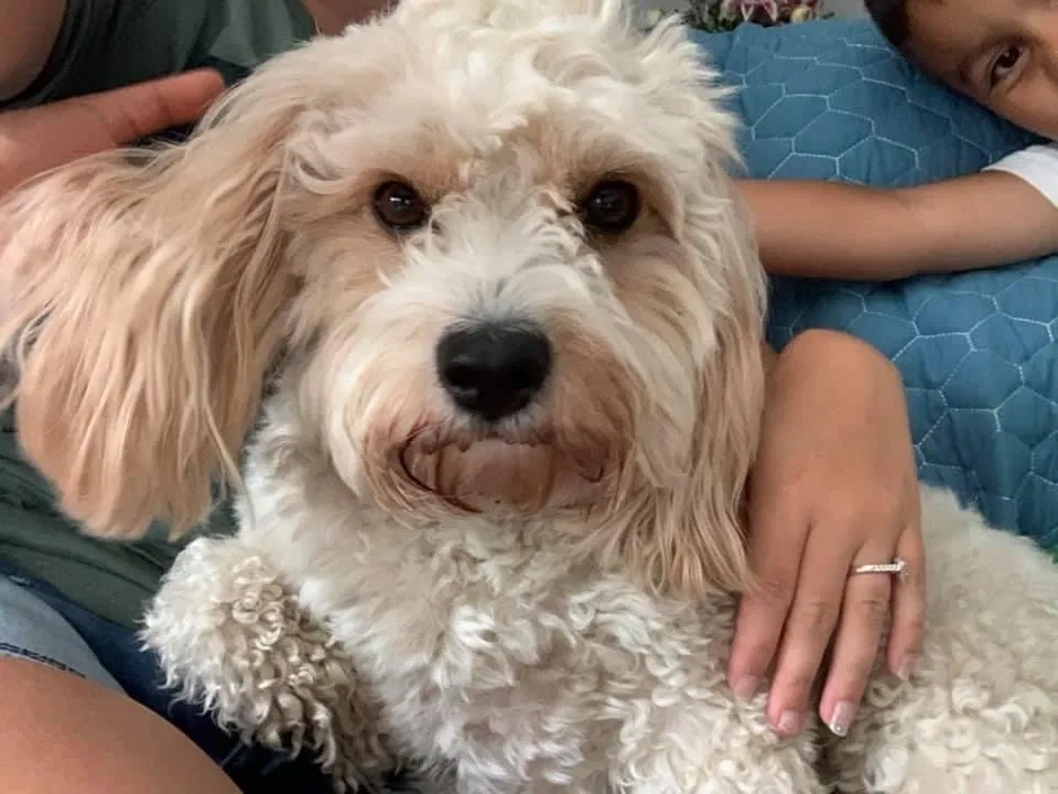 Lost dog in Canton, OH, 44718