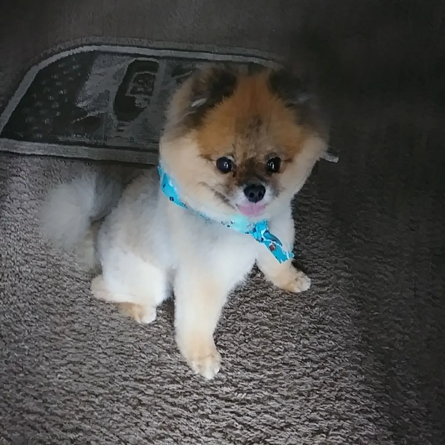 Lost dog in Fayetteville, NC, 28306