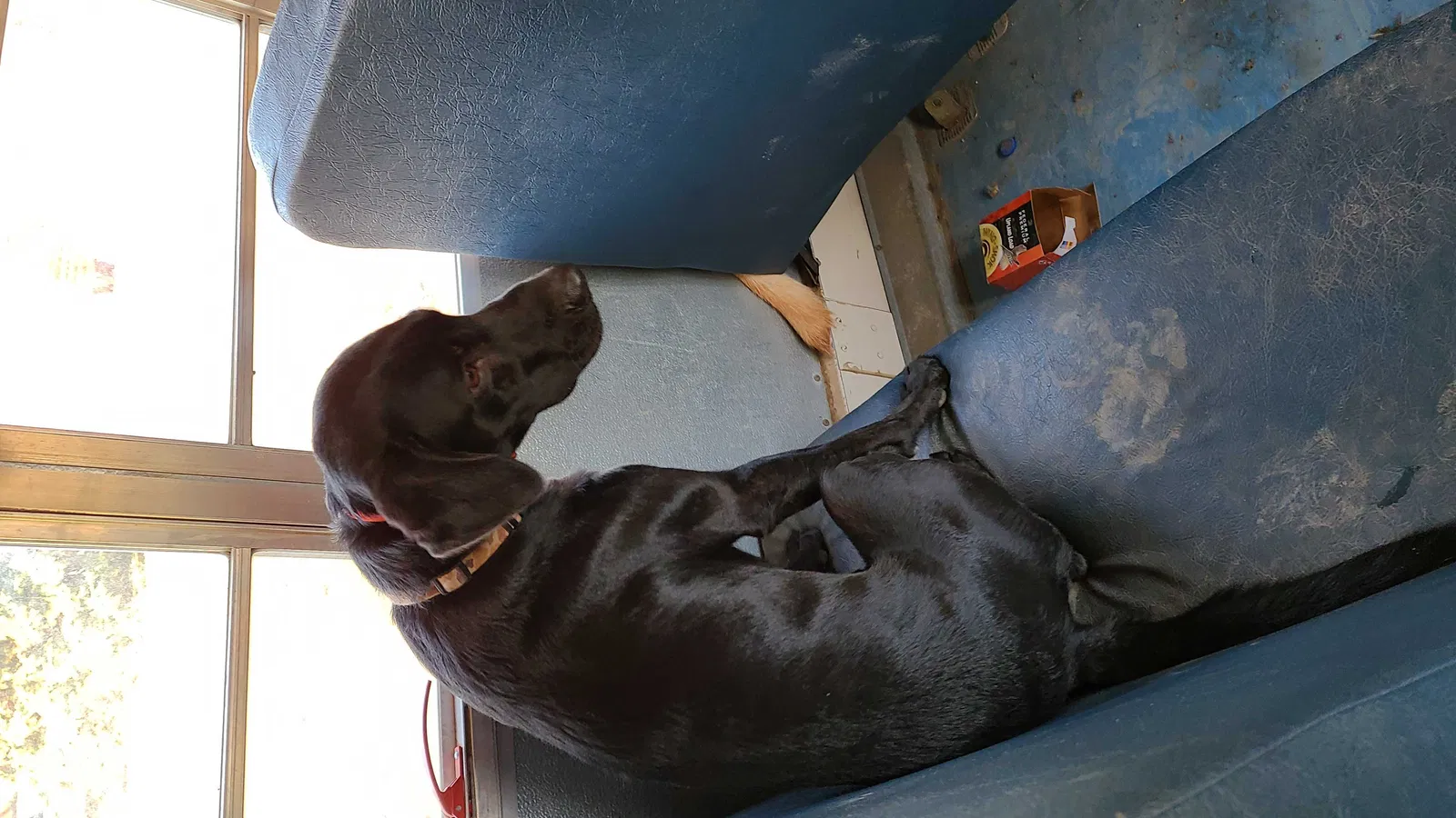 Lost dog in Browns Summit, NC, 27214