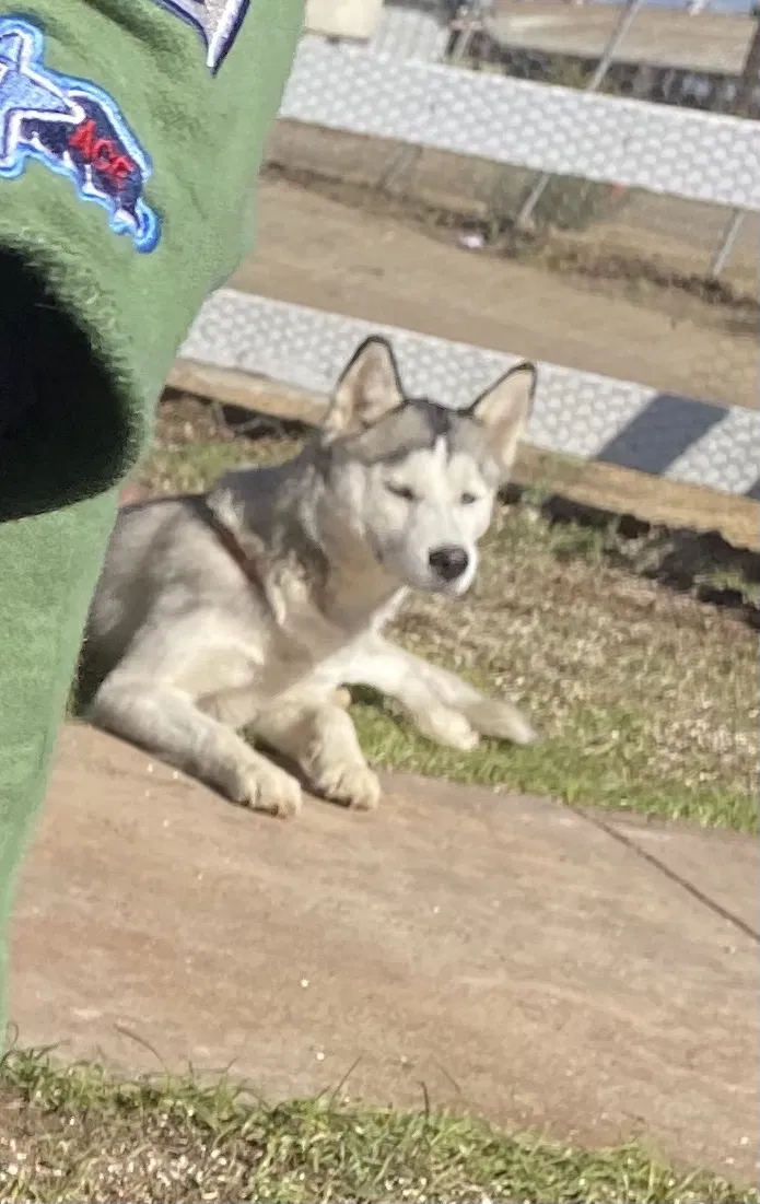 Lost dog in Bakersfield, CA, 93307