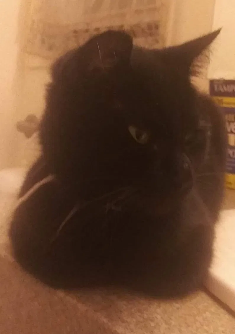 Lost cat in Syracuse, NY, 13204