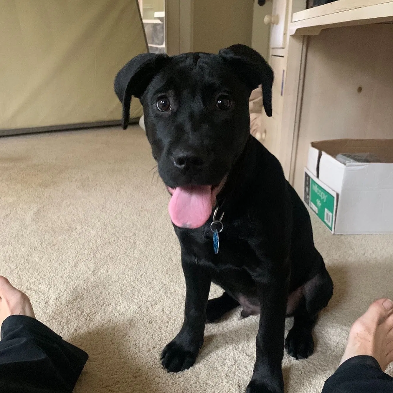 Lost dog in Little Rock, AR, 72202