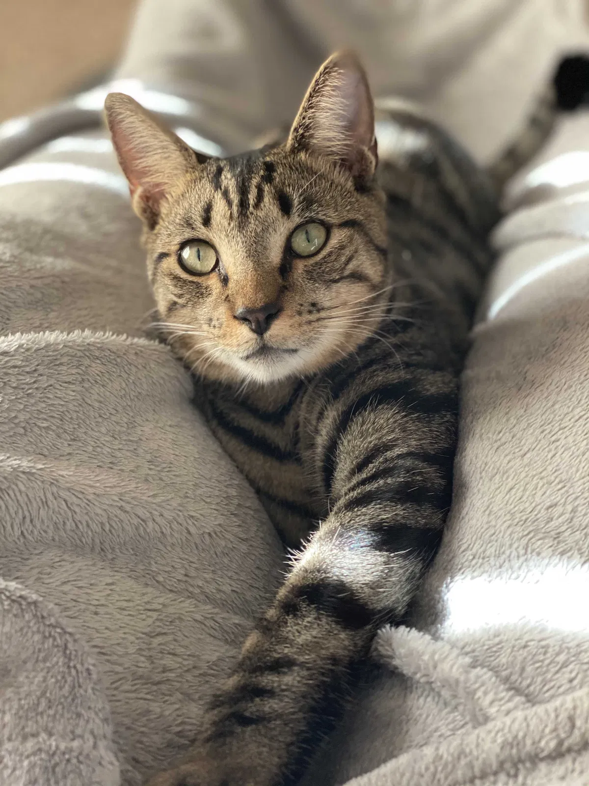 Lost cat in Fayetteville, NC, 28314