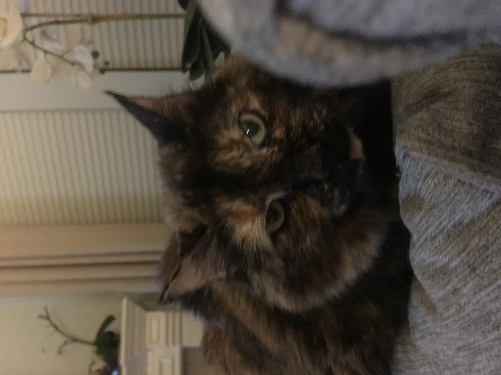 Lost cat in Austin, TX, 78736